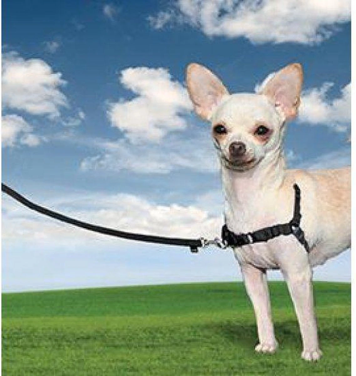 PetSafe Easy Walk® Deluxe Harness - Hondentuig - Blauw - L -1,8 M - Image 8