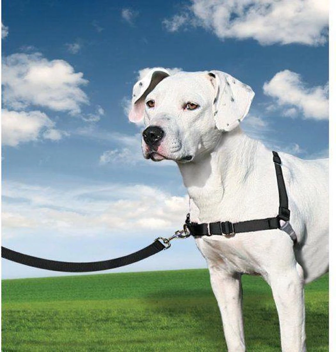 PetSafe Easy Walk® Deluxe Harness - Hondentuig - Blauw - L -1,8 M - Image 6