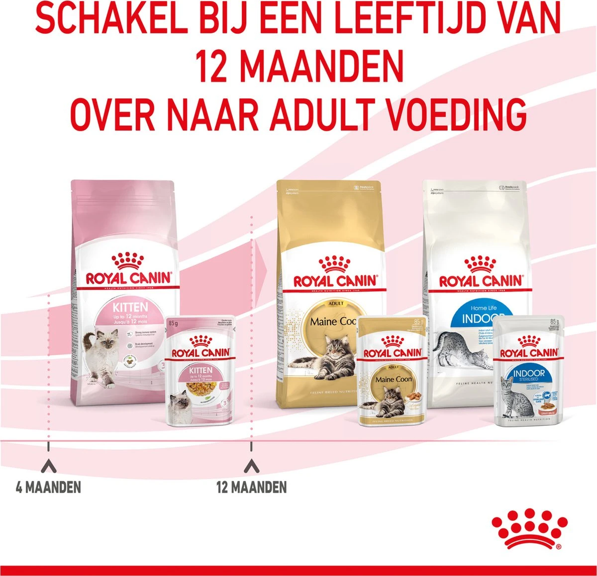 Royal Canin Kitten In Jelly - Kattenvoer - 1020 G - Image 13