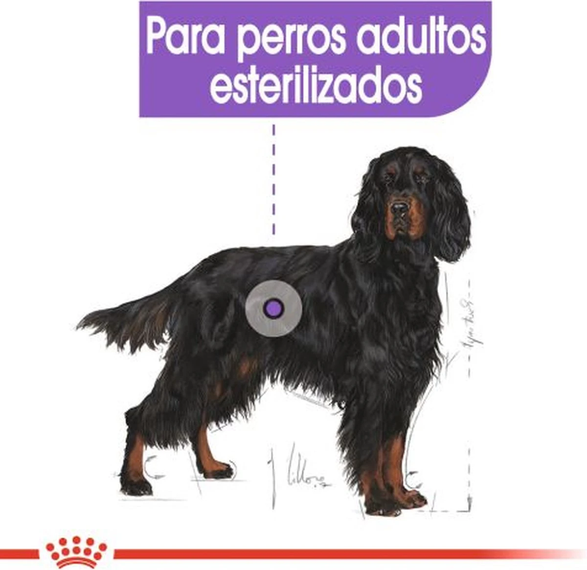 Royal Canin Sterilised Maxi - Hondenvoer - 12 Kg - Image 4