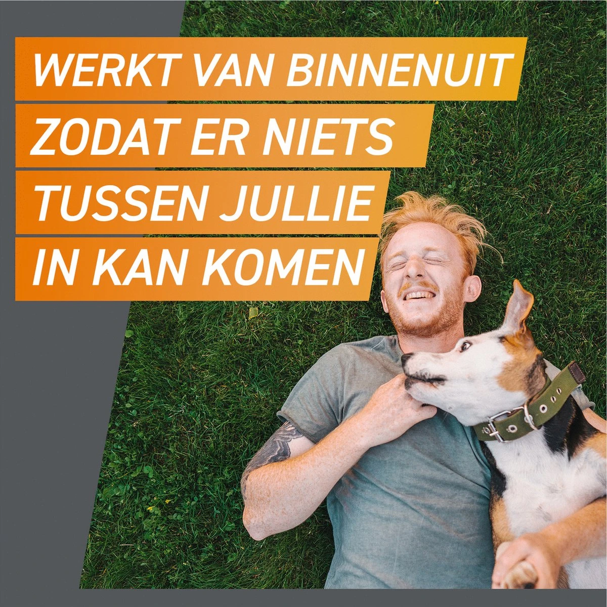 Frontpro Hond L 10-25 Kg 3 Tabletten - Image 6