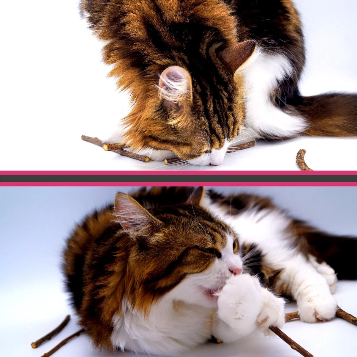 Make Me Purr Matatabi Sticks (5 Stuks) - Silver Vine Kattenkruid Stokjes - Catnip Effect Kauwstokjes - Kattensnack Kattensnoepjes - Kattenspeelgoed Kattenspeeltjes - Image 4