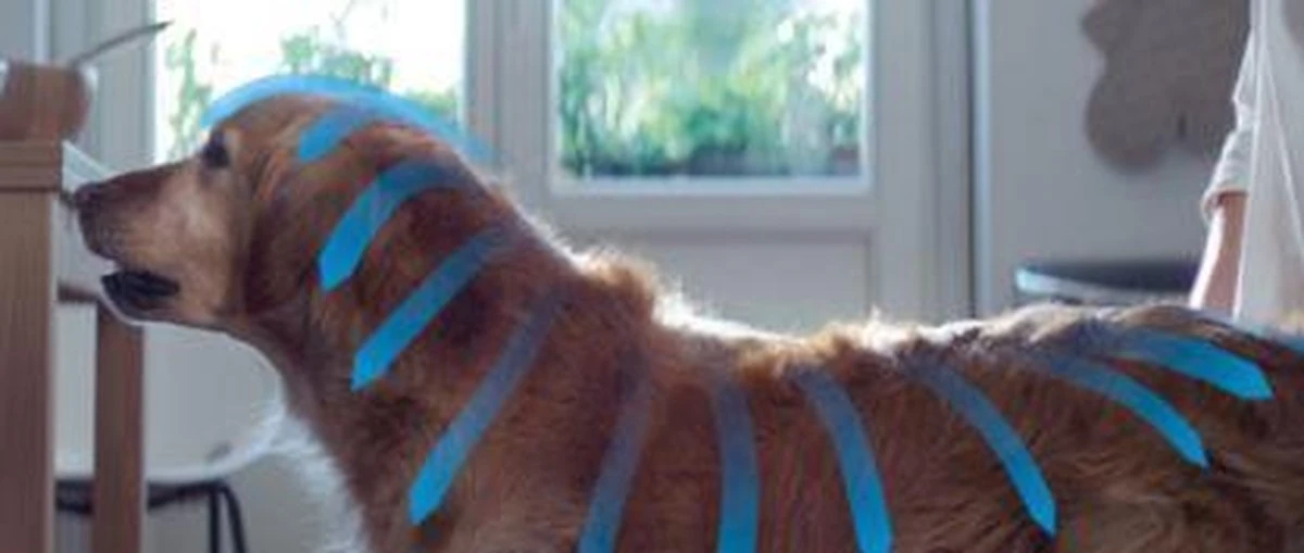 Frontline Spray Anti Vlooienmiddel En Tekenmiddel - Hond En Kat - 100 Ml - Image 5