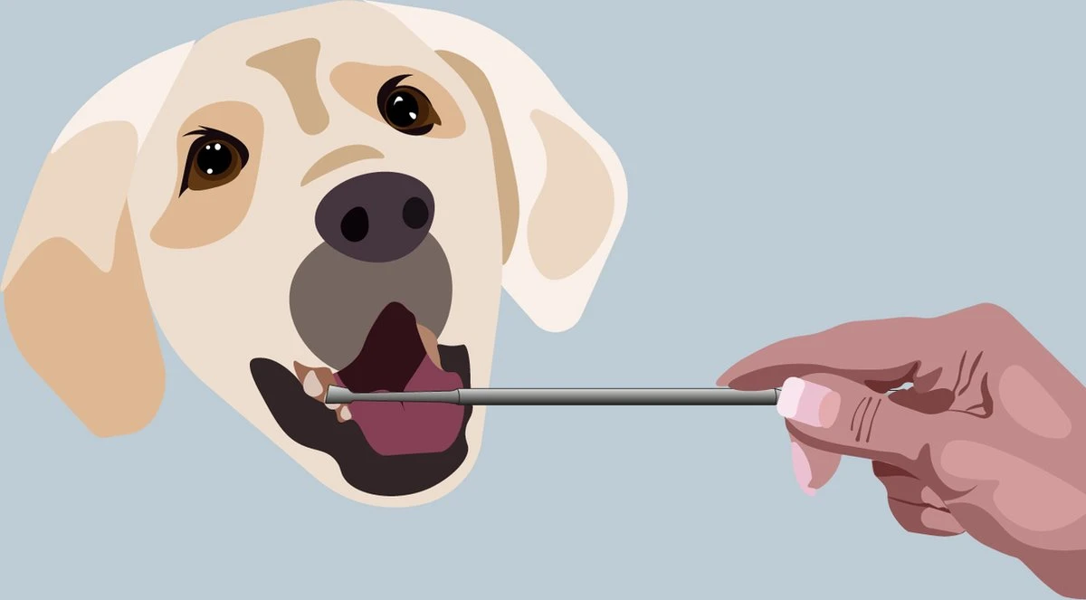 AE Dogz Tandsteenverwijderaar/Tandenkrabber - Image 3