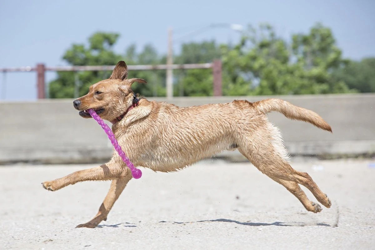 Kong Safestix Small - Kauwspeelgoed - 300mm X 88mm X 62mm - Multi - Image 4