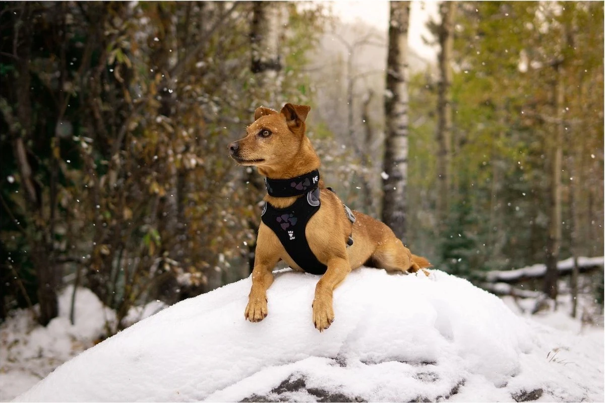 Hurtta Weekend Warrior Eco Harness - 80/100 Cm - Hedge - Image 2