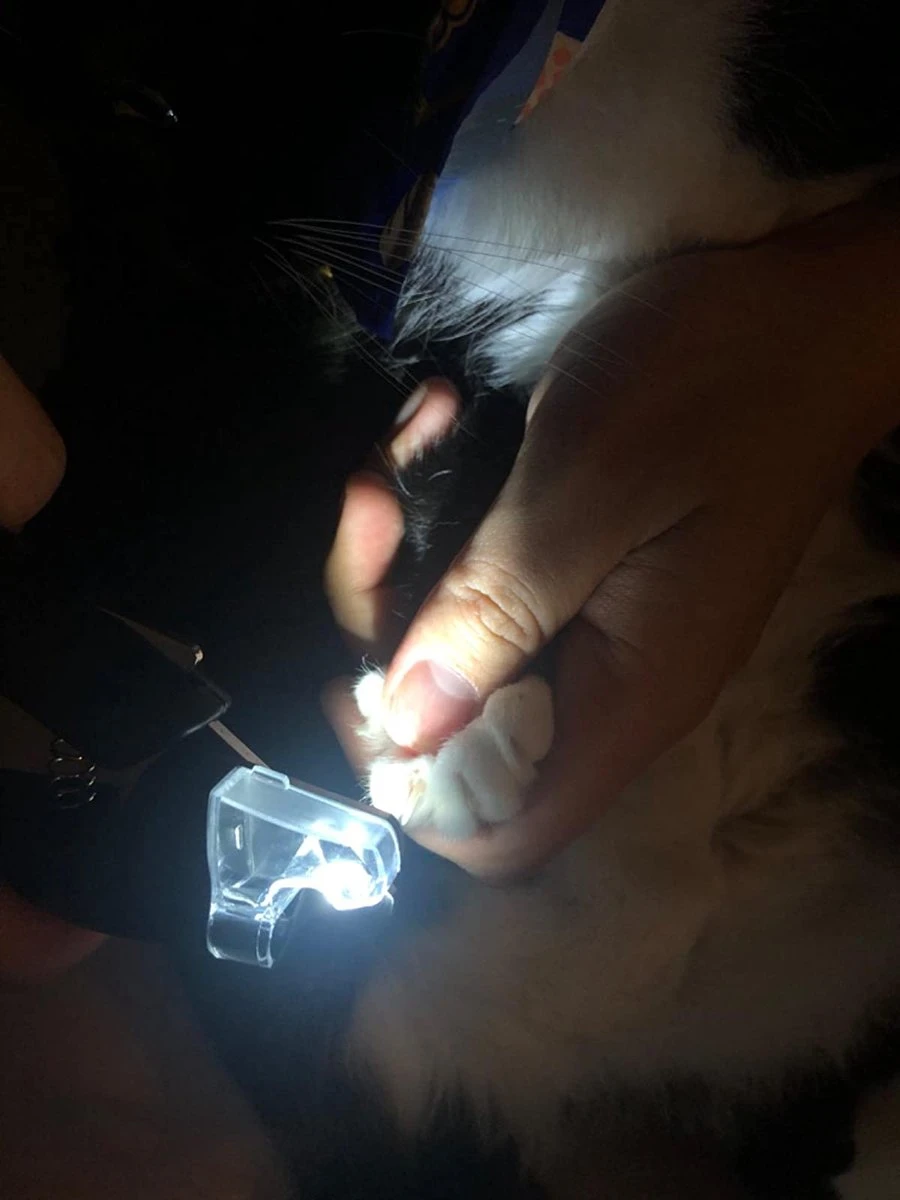 SunnyPets - Professionele Dieren Nagelknipper - Wit - Met LED En Vijl - Hond - Kat - Geschikt Voor Alle - Nageltang - Image 4